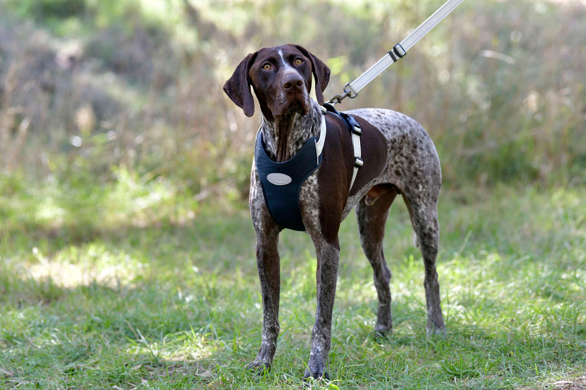 Weatherbeeta Dog Harness Explorer Navy