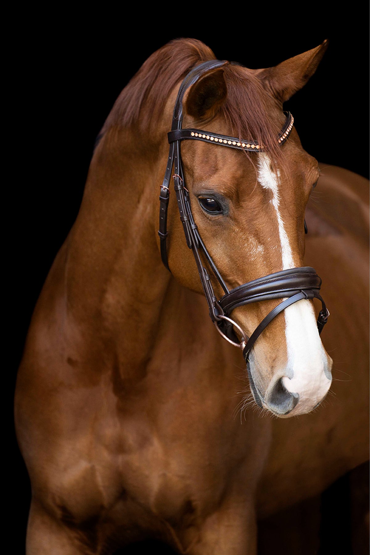 Imperial Riding Bridle IRHFria Trens Brown