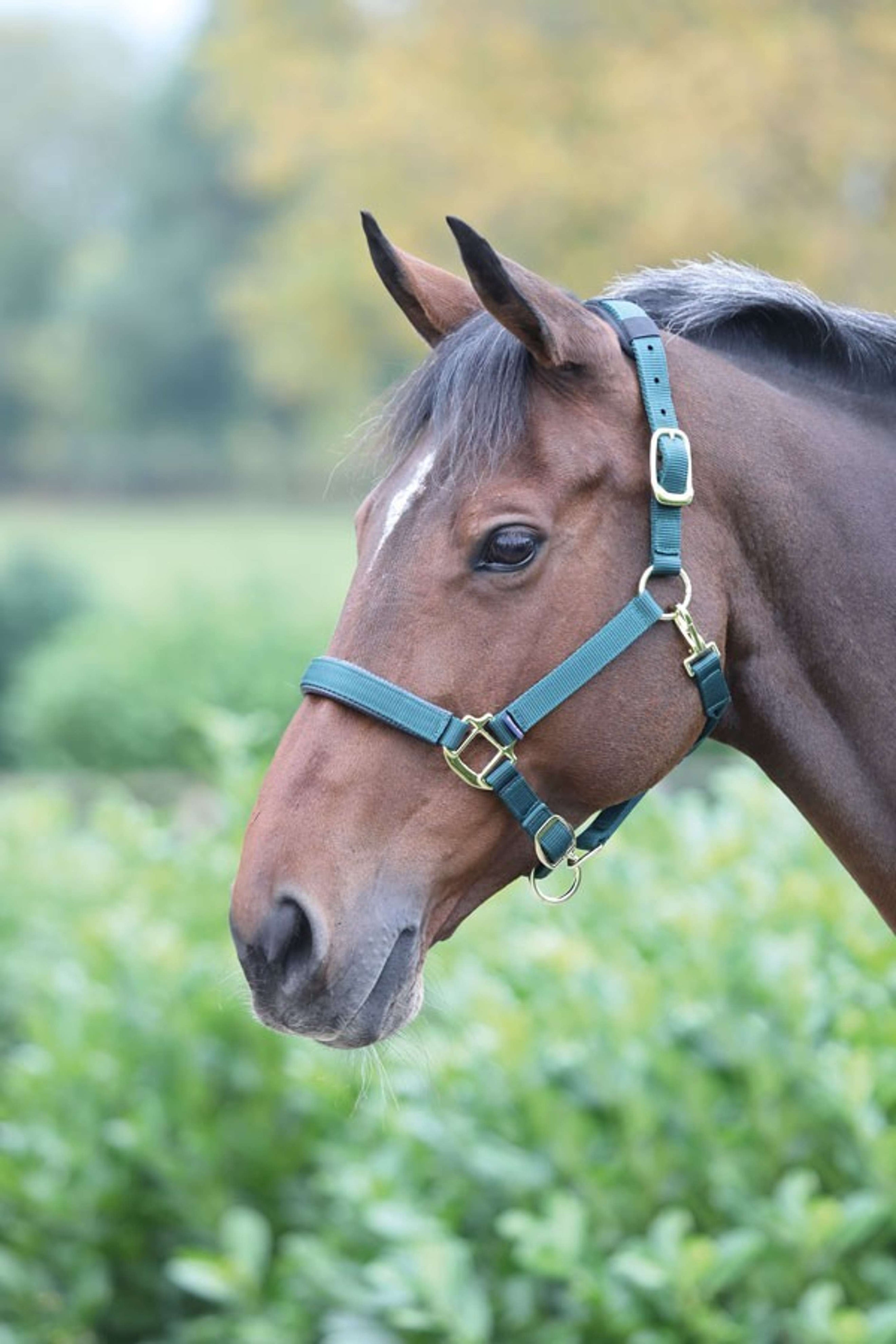 Shires Headcollar Topaz Nylon Dark Green