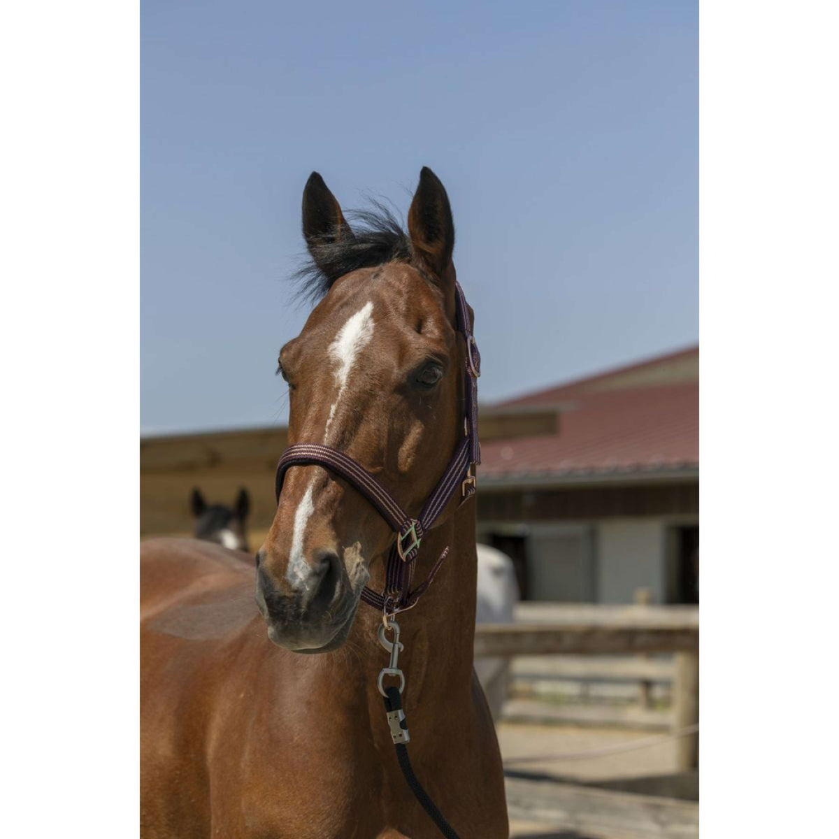 Norton Halter Zari Burgundy