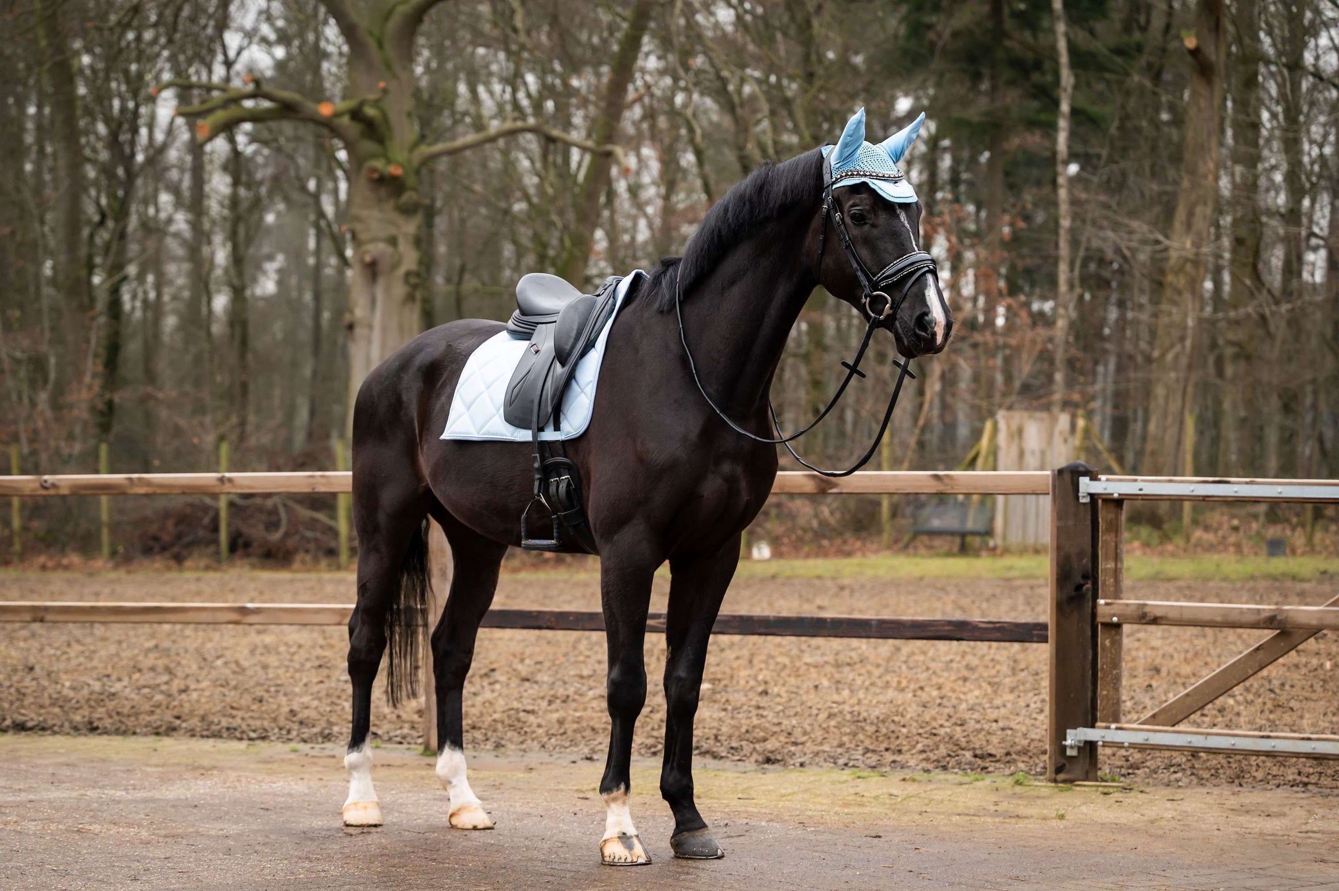 Showtime Saddlepad Spring Dressage Lightblue
