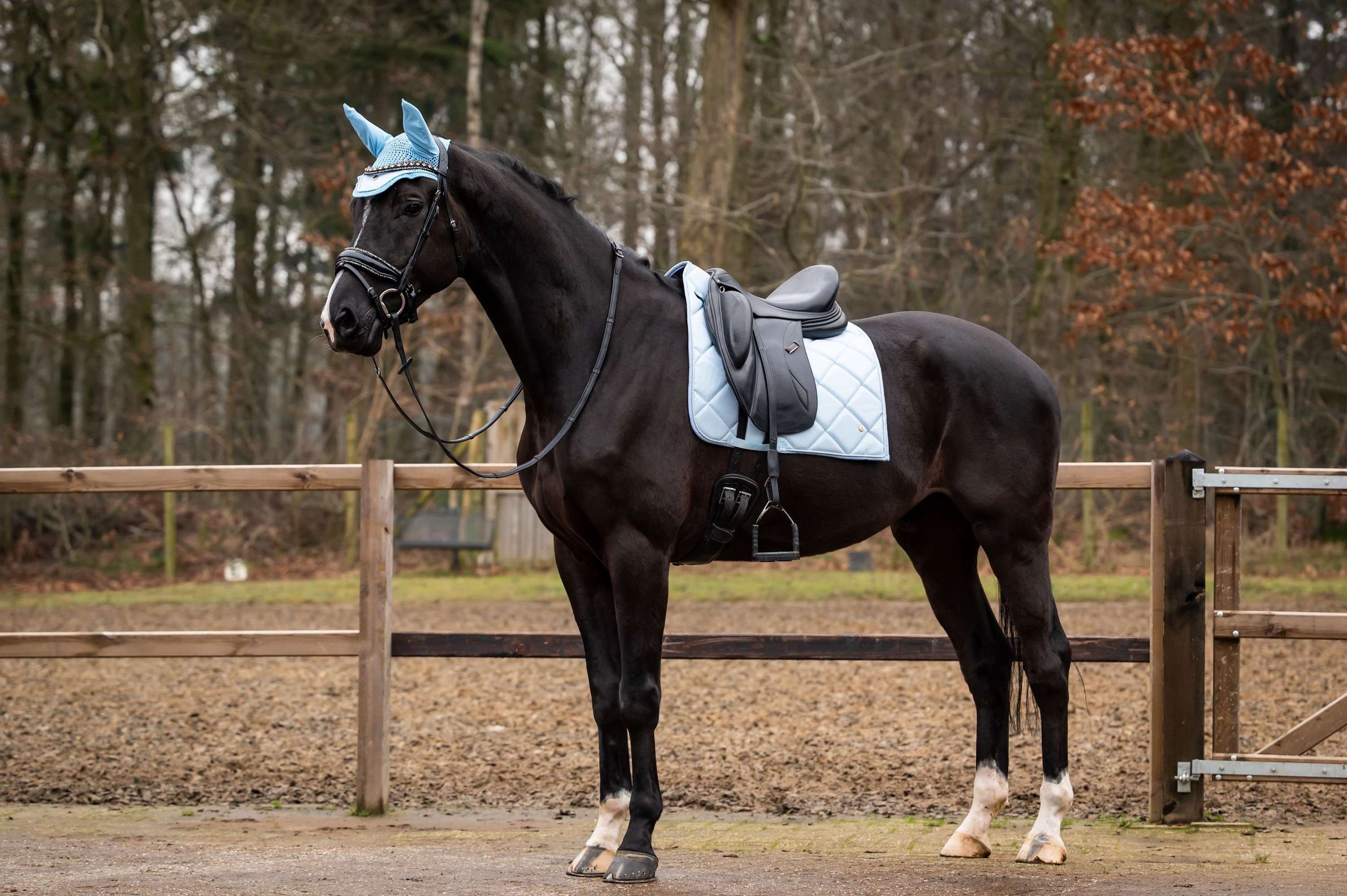 Showtime Saddlepad Spring Dressage Lightblue