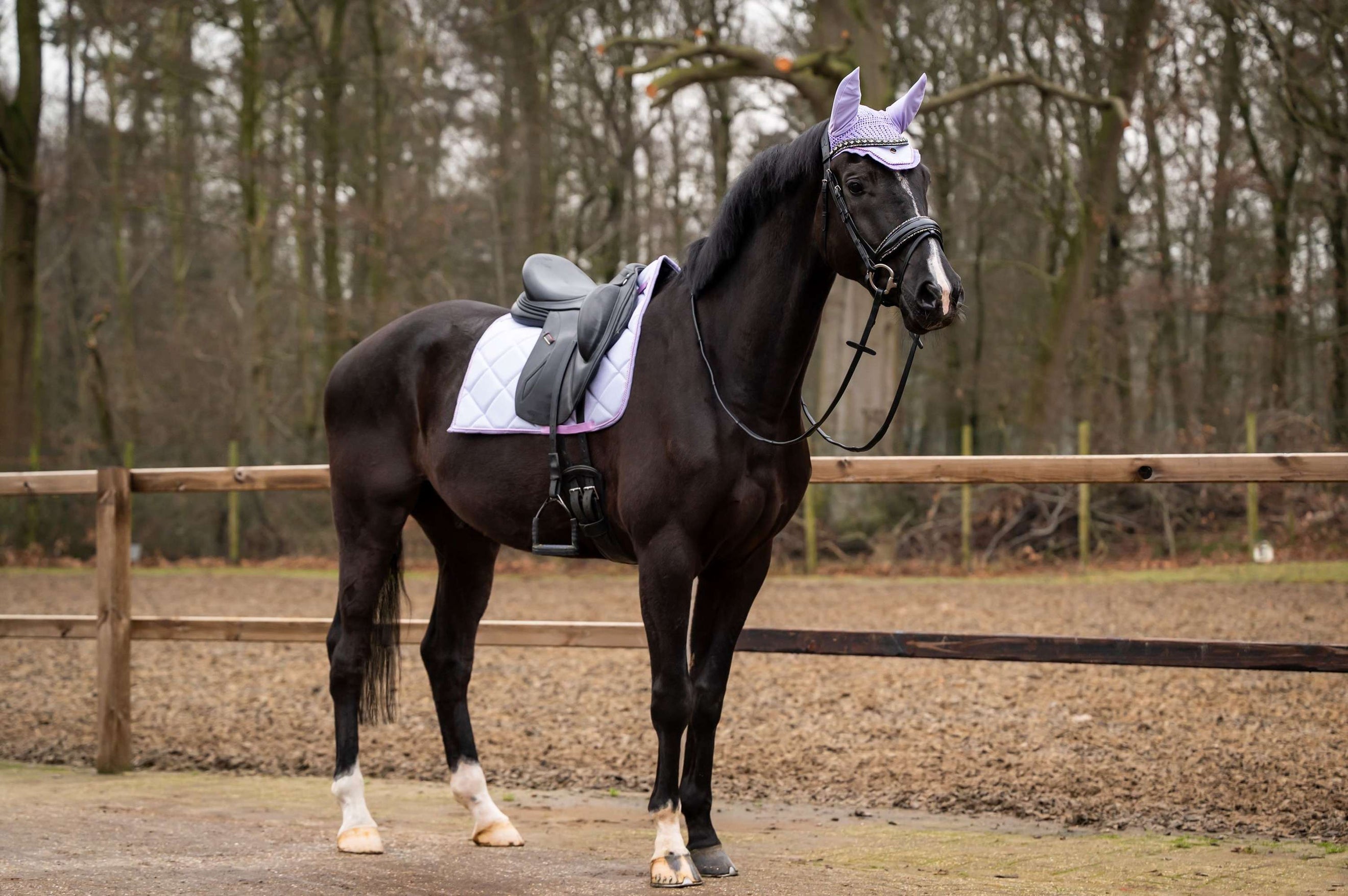 Showtime Saddlepad Spring Dressage Lilac Showtime Saddlepad Spring Dressage Lilac
