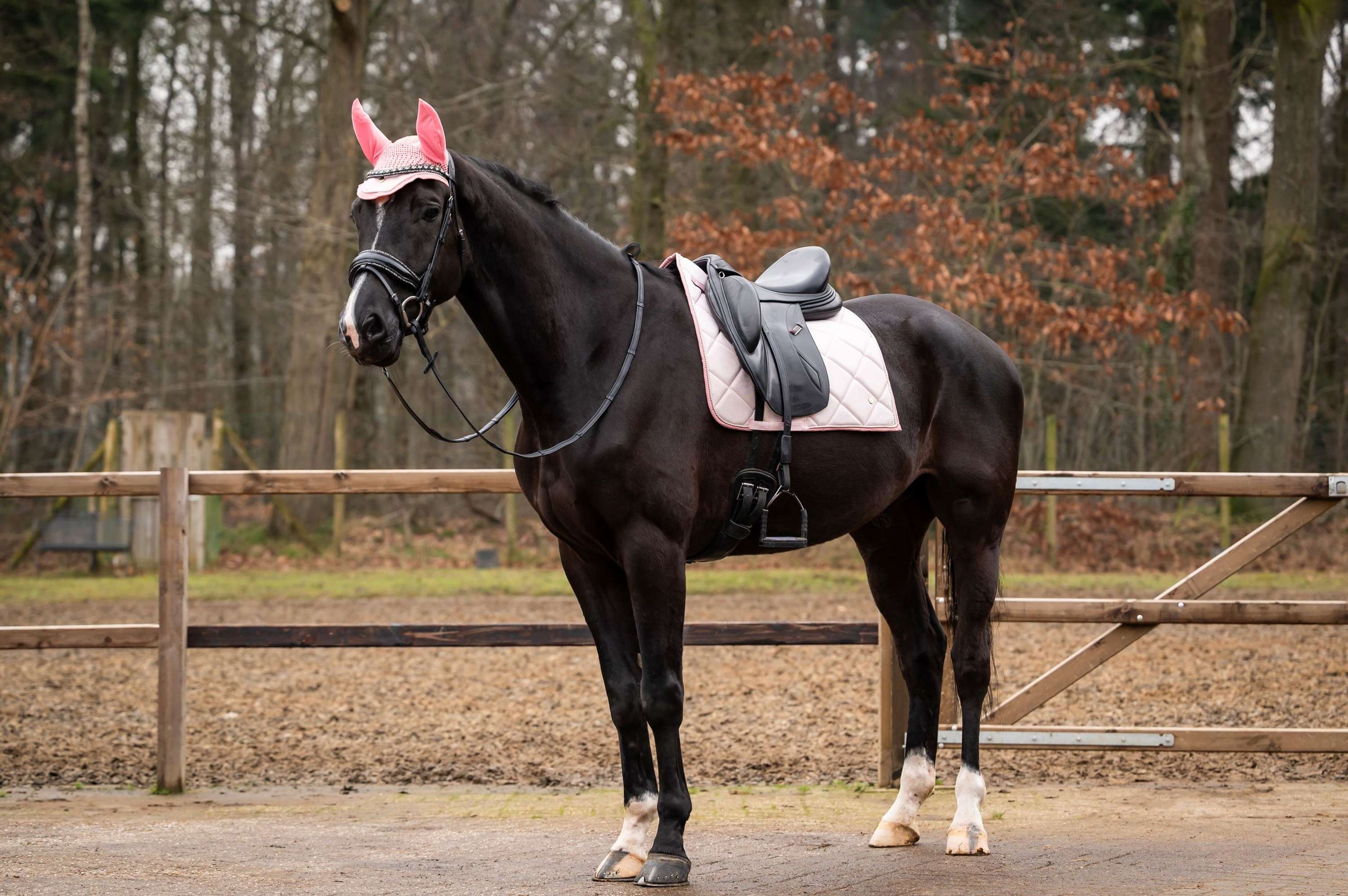 Showtime Saddlepad Spring Dressage Pink