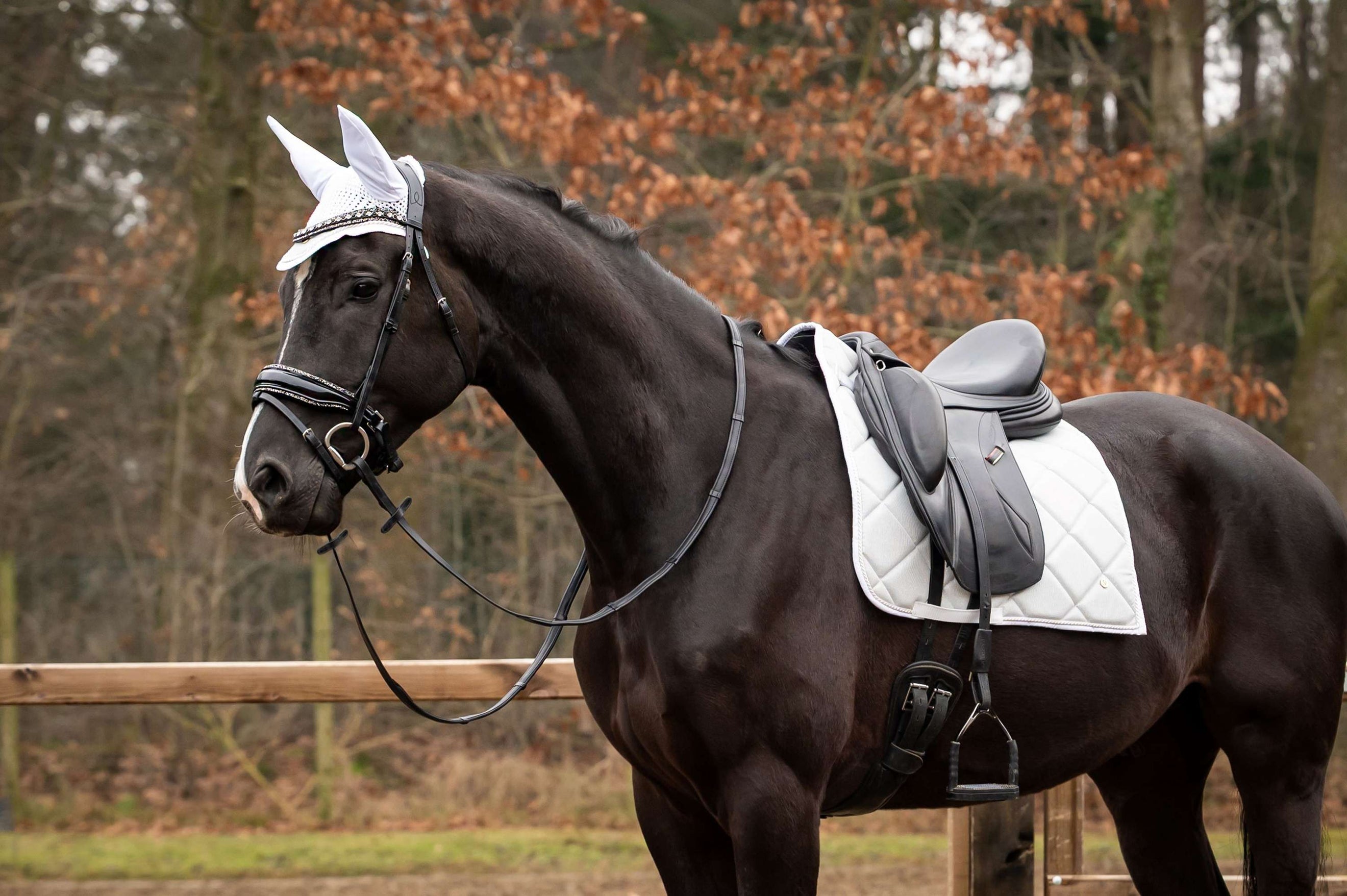 Showtime Saddlepad Spring Dressage Silver
