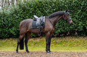 Showtime Saddlepad Rio Dressage Black