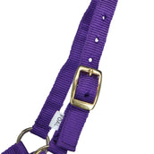 Norton Foal Halter with a Line Purple