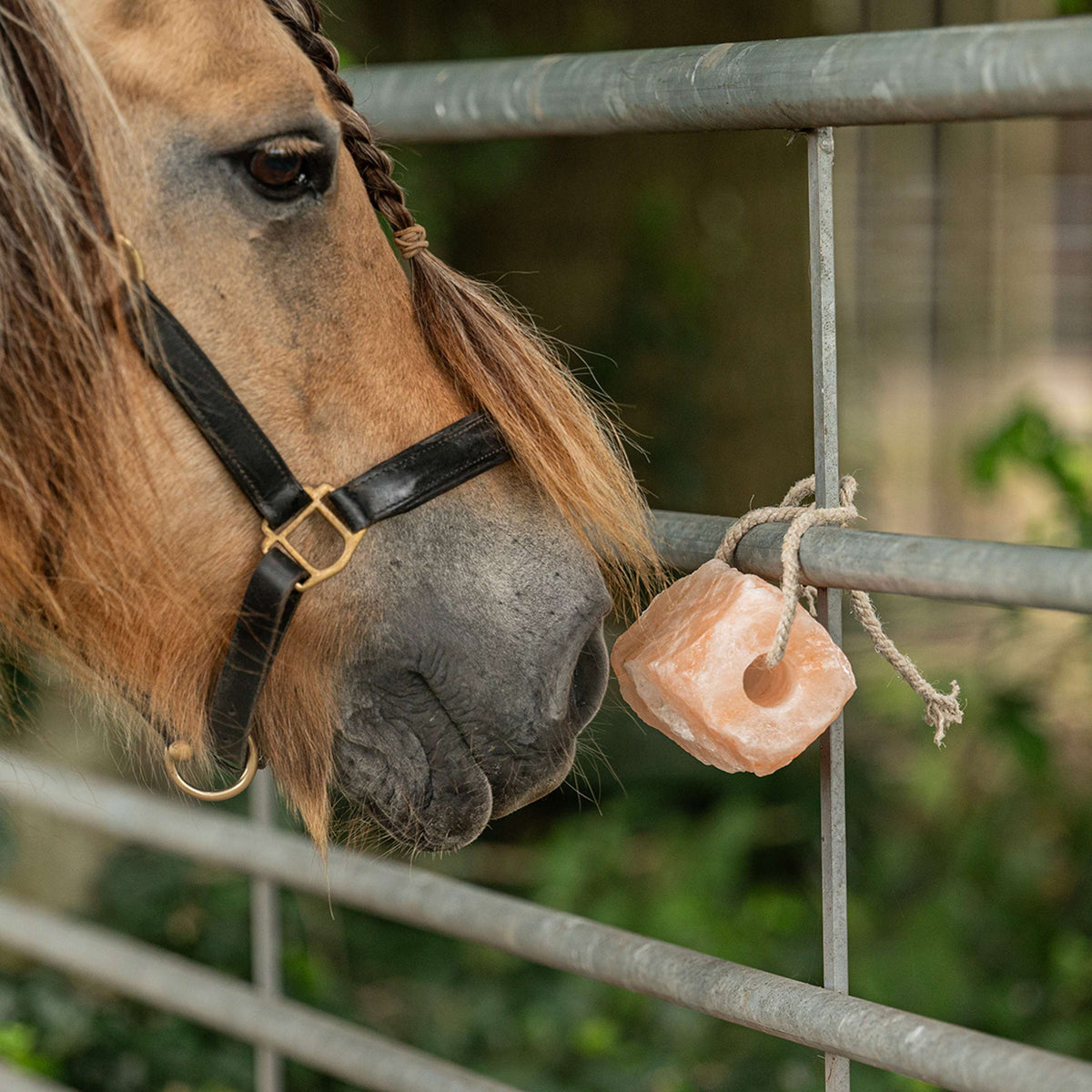 Agradi Health Himalayan salt licking stone