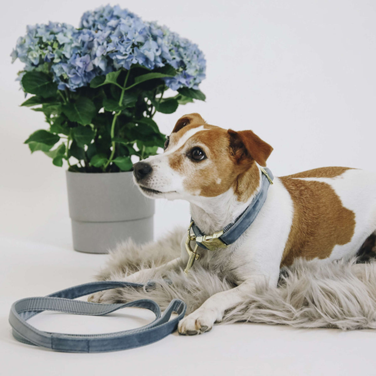 Kentucky Dog Leash Velvet Lightblue