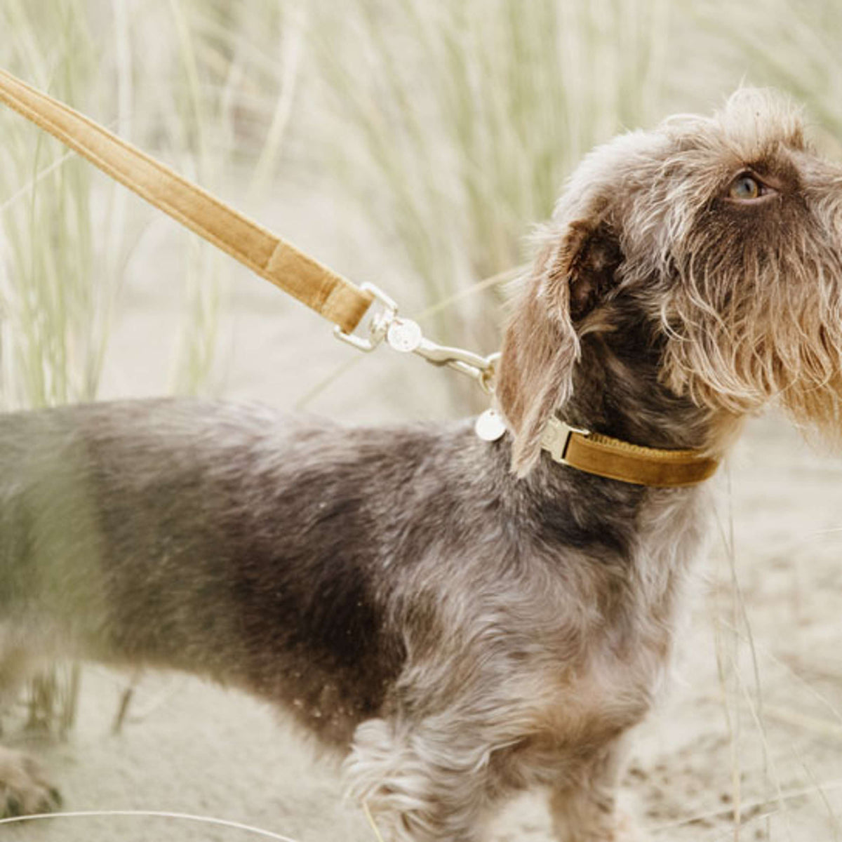 Kentucky Dog Leash Velvet Mustard