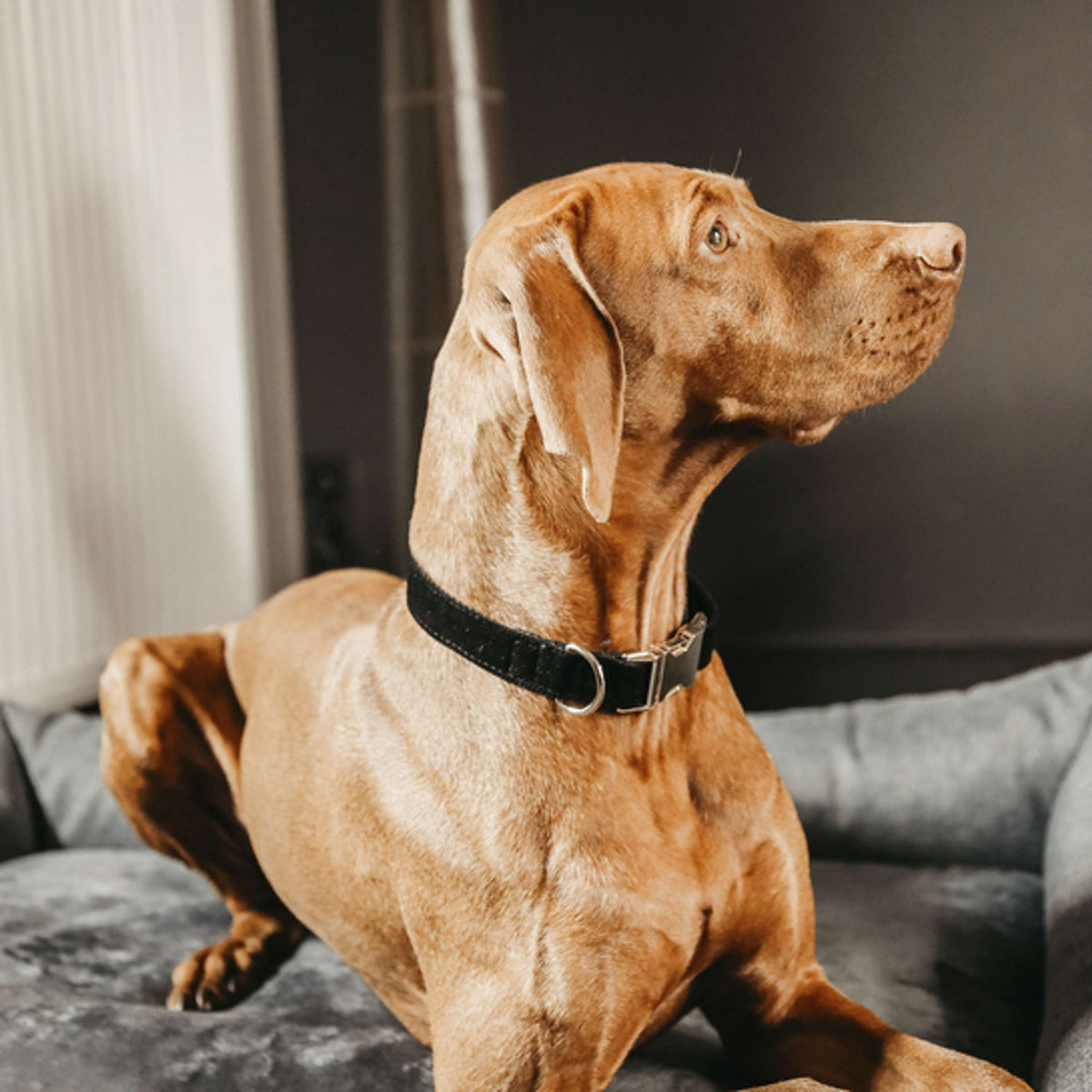 Kentucky Collar Corduroy Black