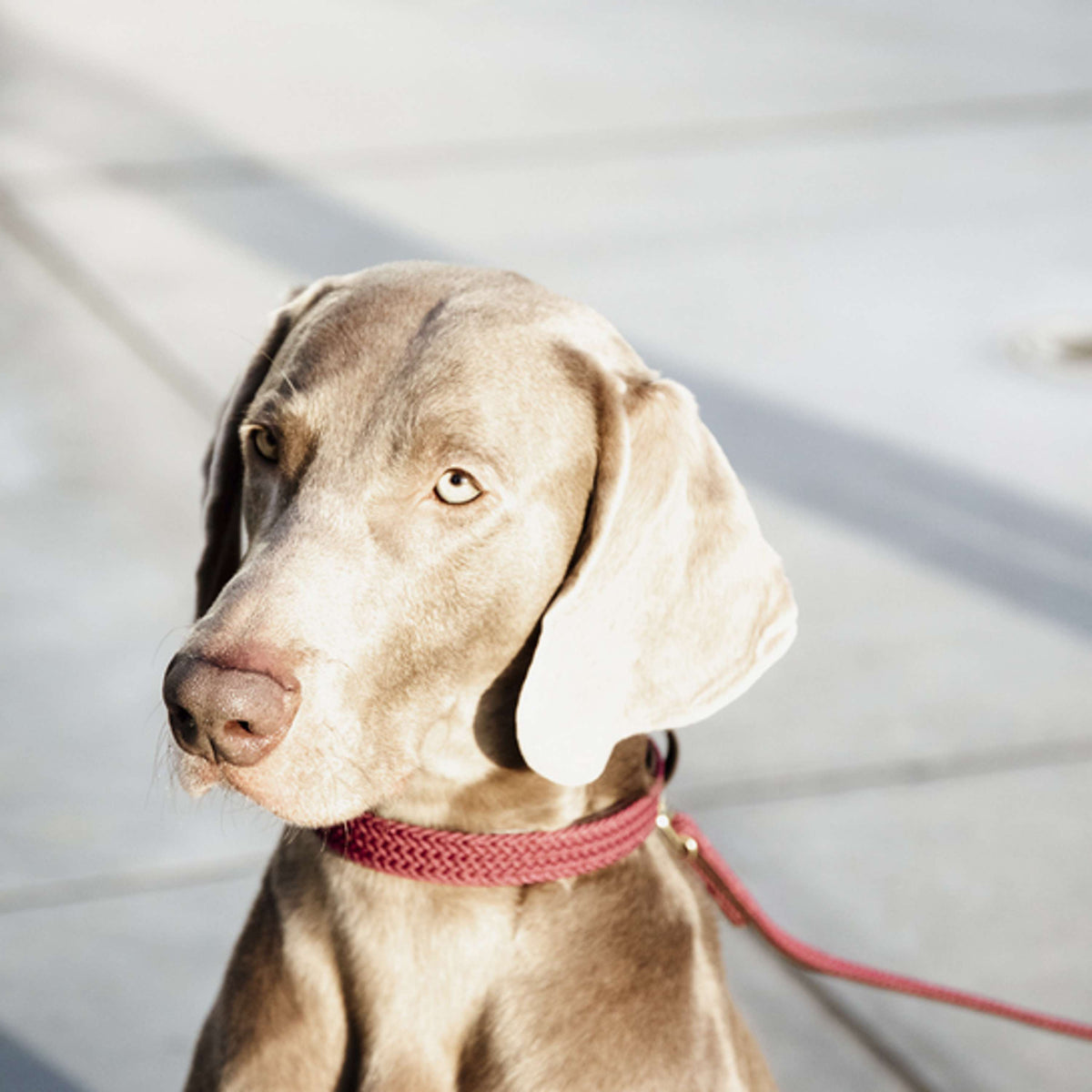 Kentucky Collar Plaited Nylon Bordeaux