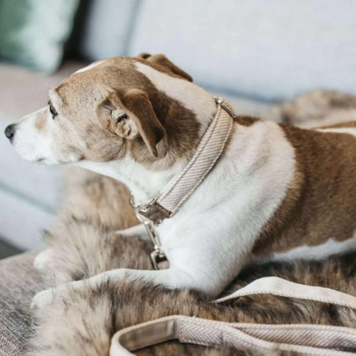 Kentucky Dog Collar Wool Beige