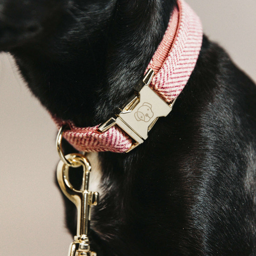 Kentucky Dog Collar Wool Lightpink