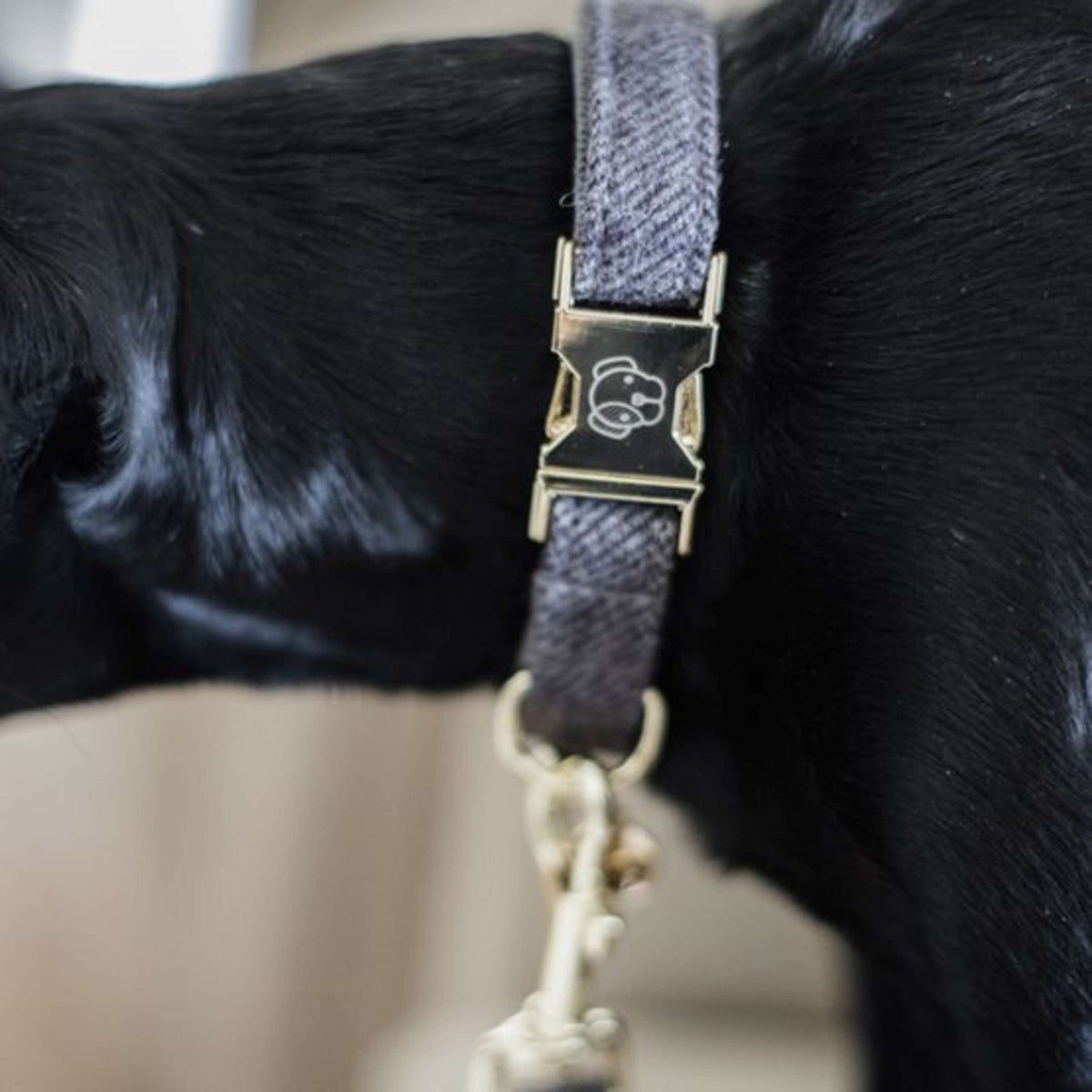 Kentucky Dog Collar Wool Grey