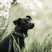 Kentucky Dog Collar Lizard Green