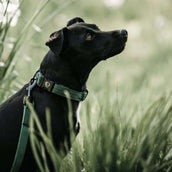 Kentucky Dog Collar Lizard Green