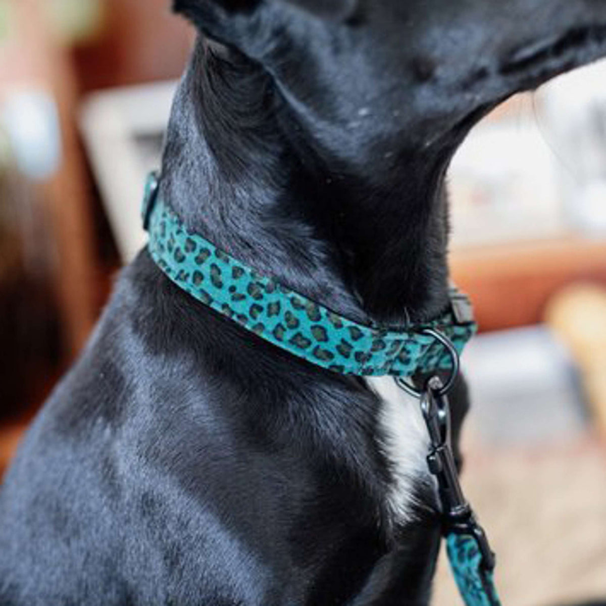 Kentucky Dog Collar Jaguar Green