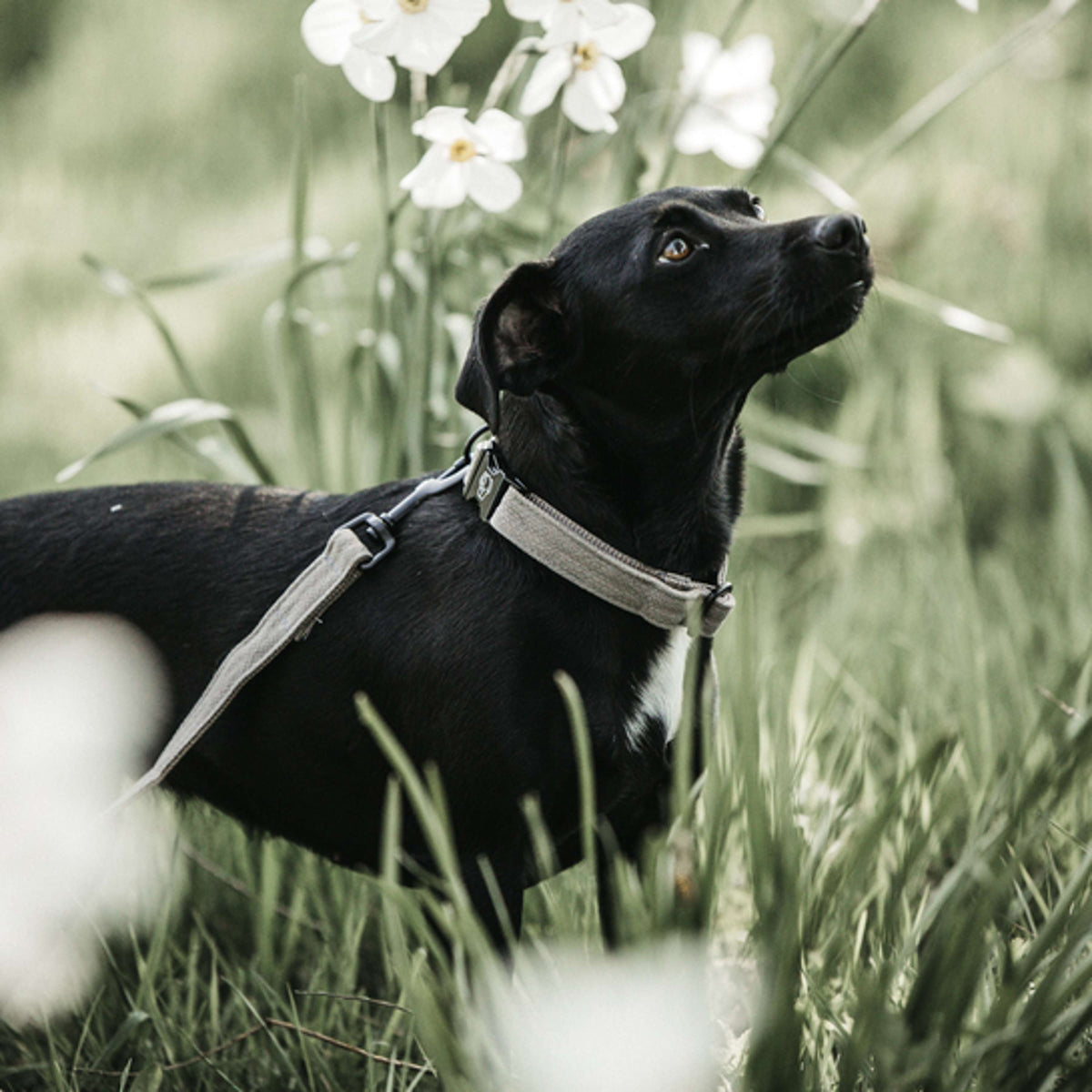 Kentucky Dog Collar Lizard Beige