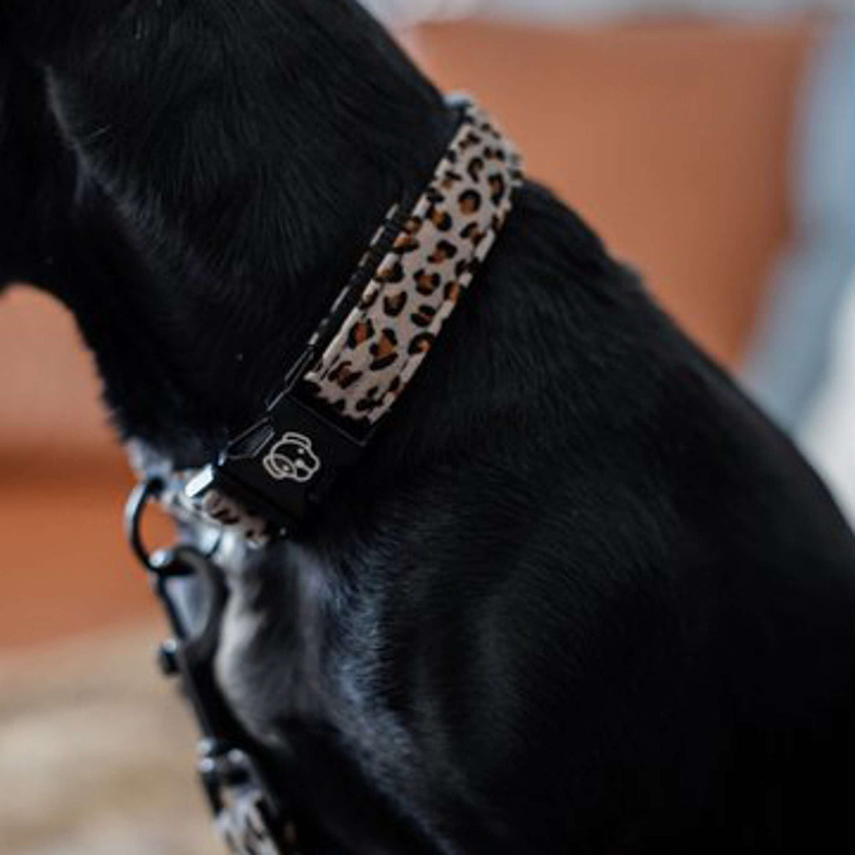 Kentucky Dog Collar Jaguar Grey