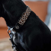 Kentucky Dog Collar Jaguar Grey