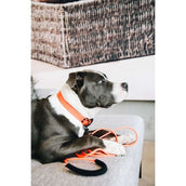 Kentucky Collar Soft Rubber Neon Orange