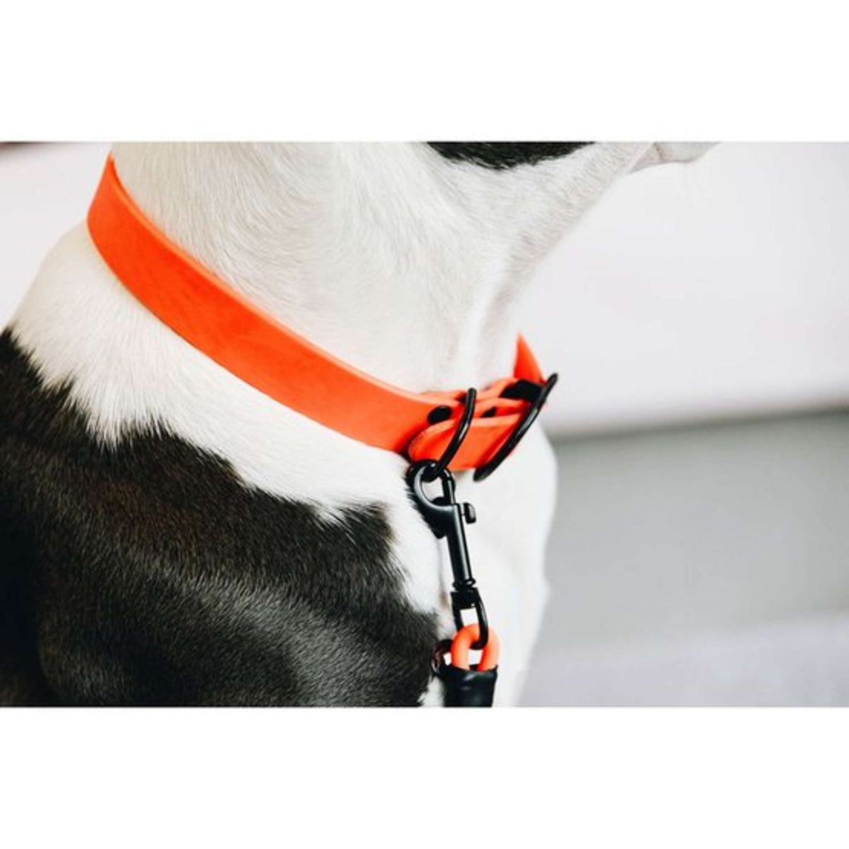 Kentucky Collar Soft Rubber Neon Orange