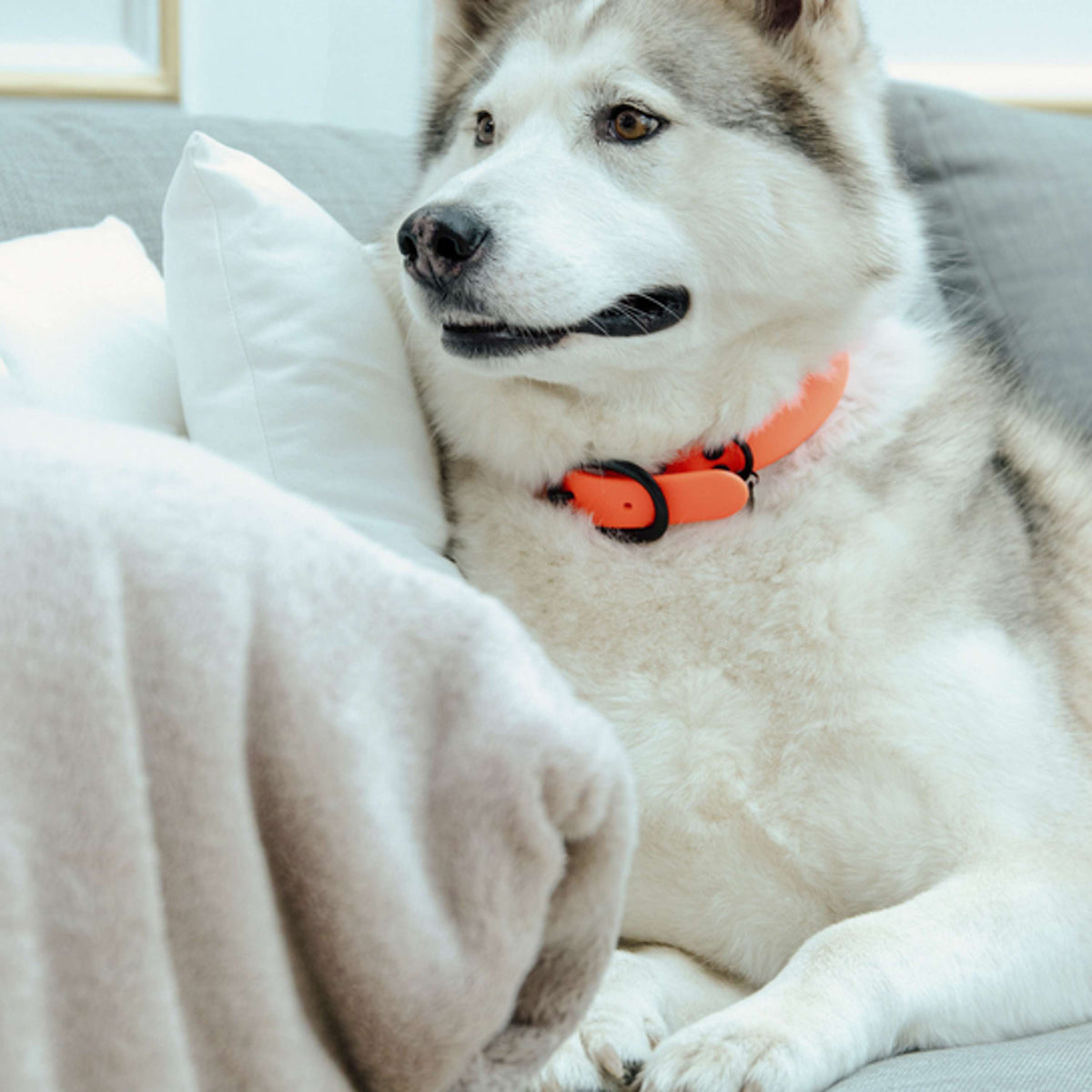 Kentucky Collar Soft Rubber Neon Orange