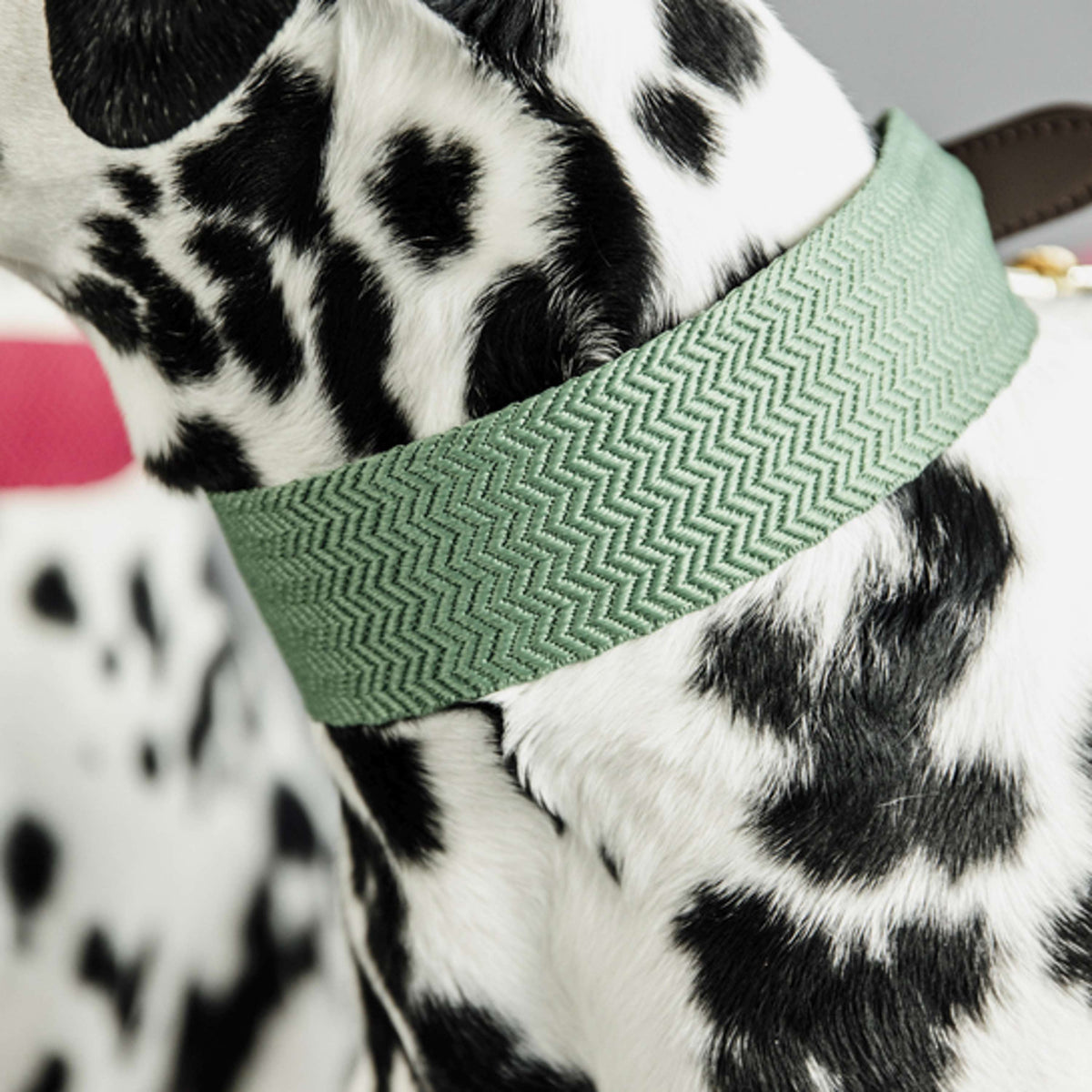 Kentucky Collar Jacquard Olive Green