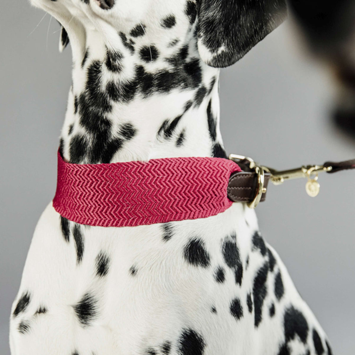 Kentucky Collar Jacquard Pink