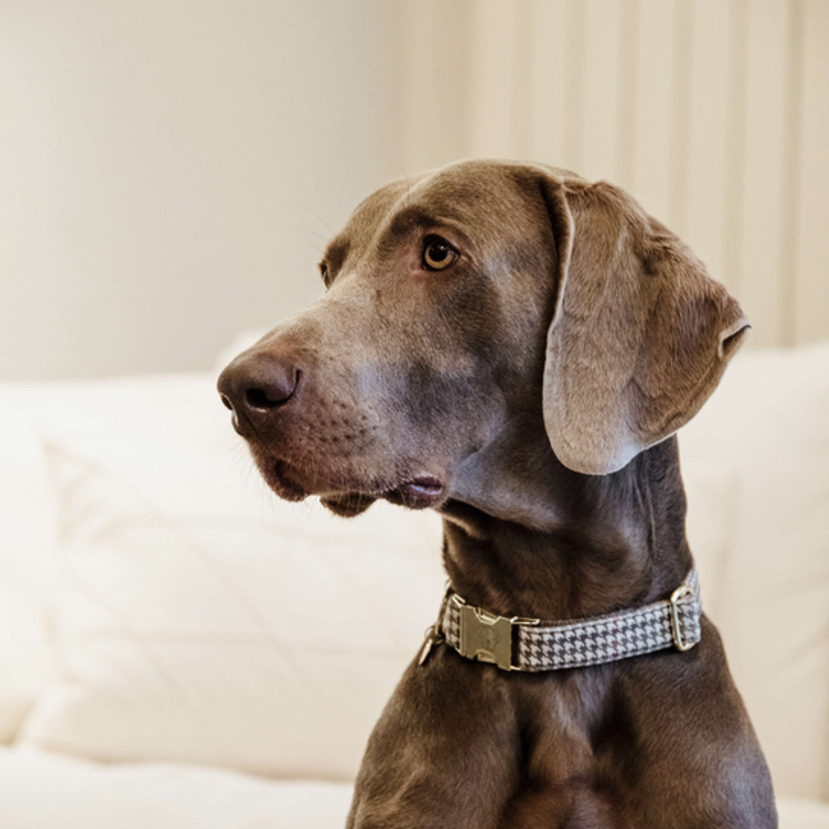 Kentucky Collar Pied-de-Poule Brown