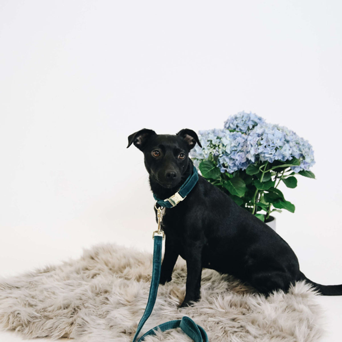 Kentucky Collar Velvet Emerald