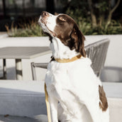 Kentucky Collar Velvet mustard