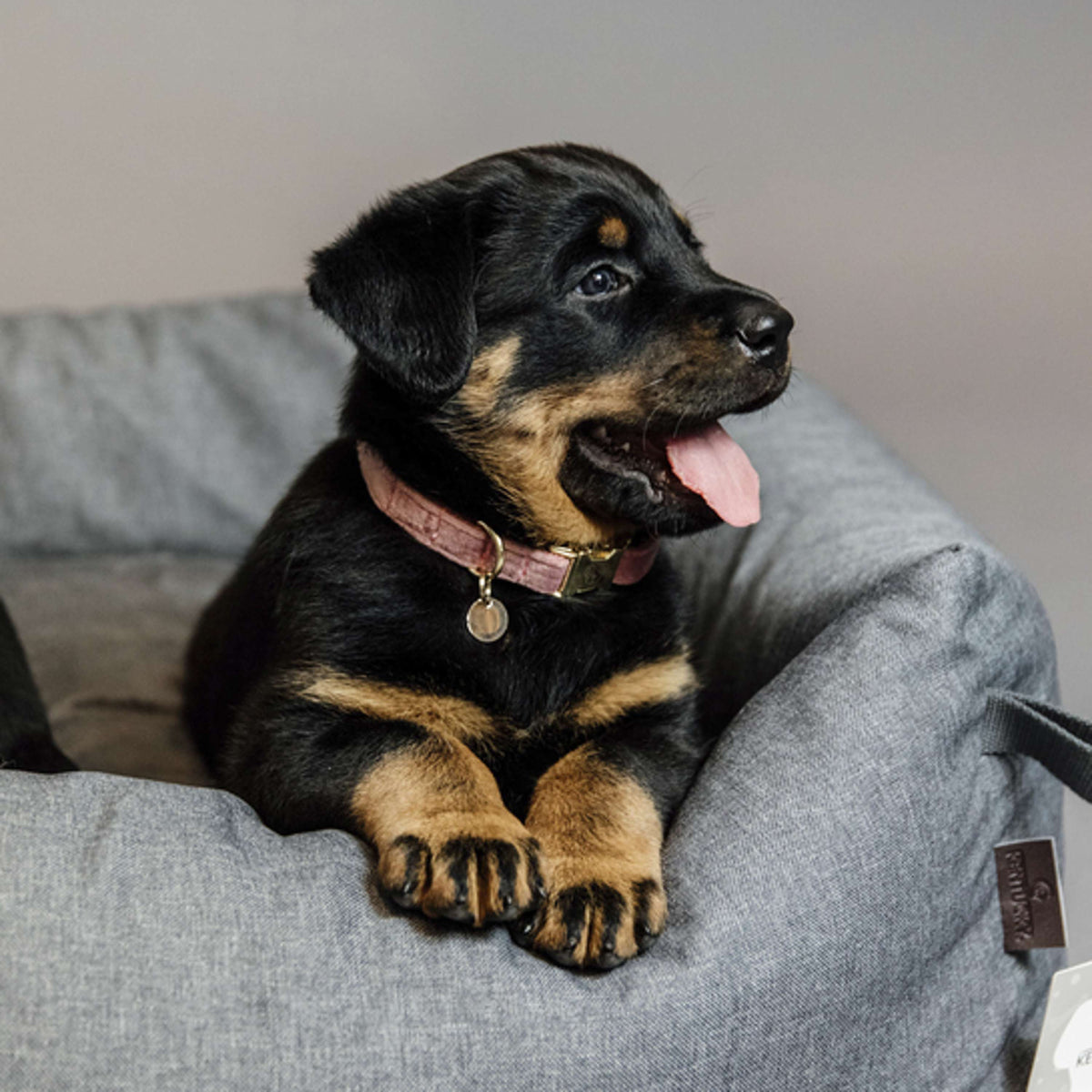 Kentucky Collar Velvet Old Rose