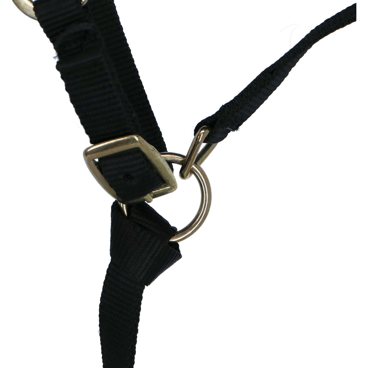 Norton Foal Halter with a Line Black