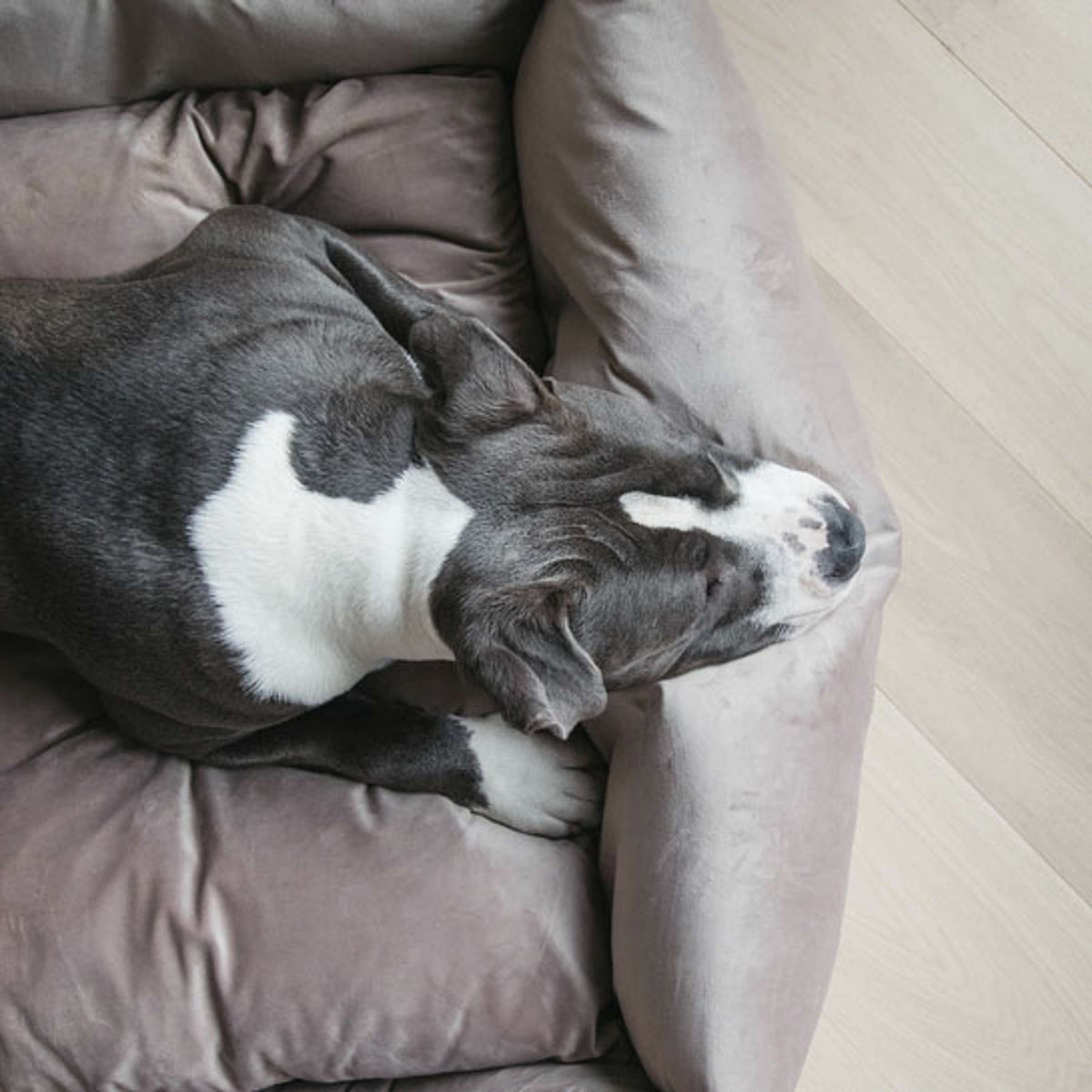 Kentucky Dog Bed Velvet Beige