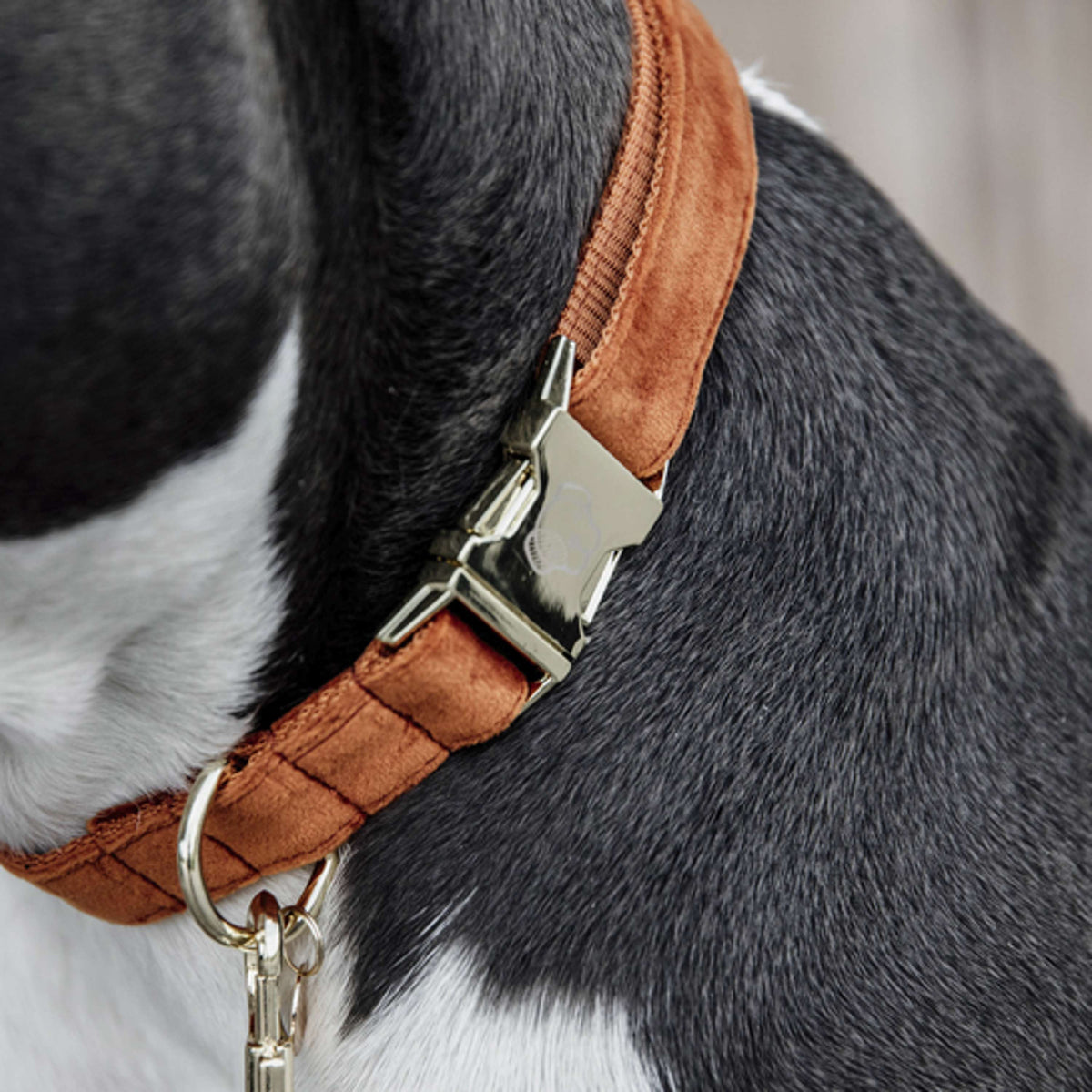 Kentucky Collar Velvet Orange