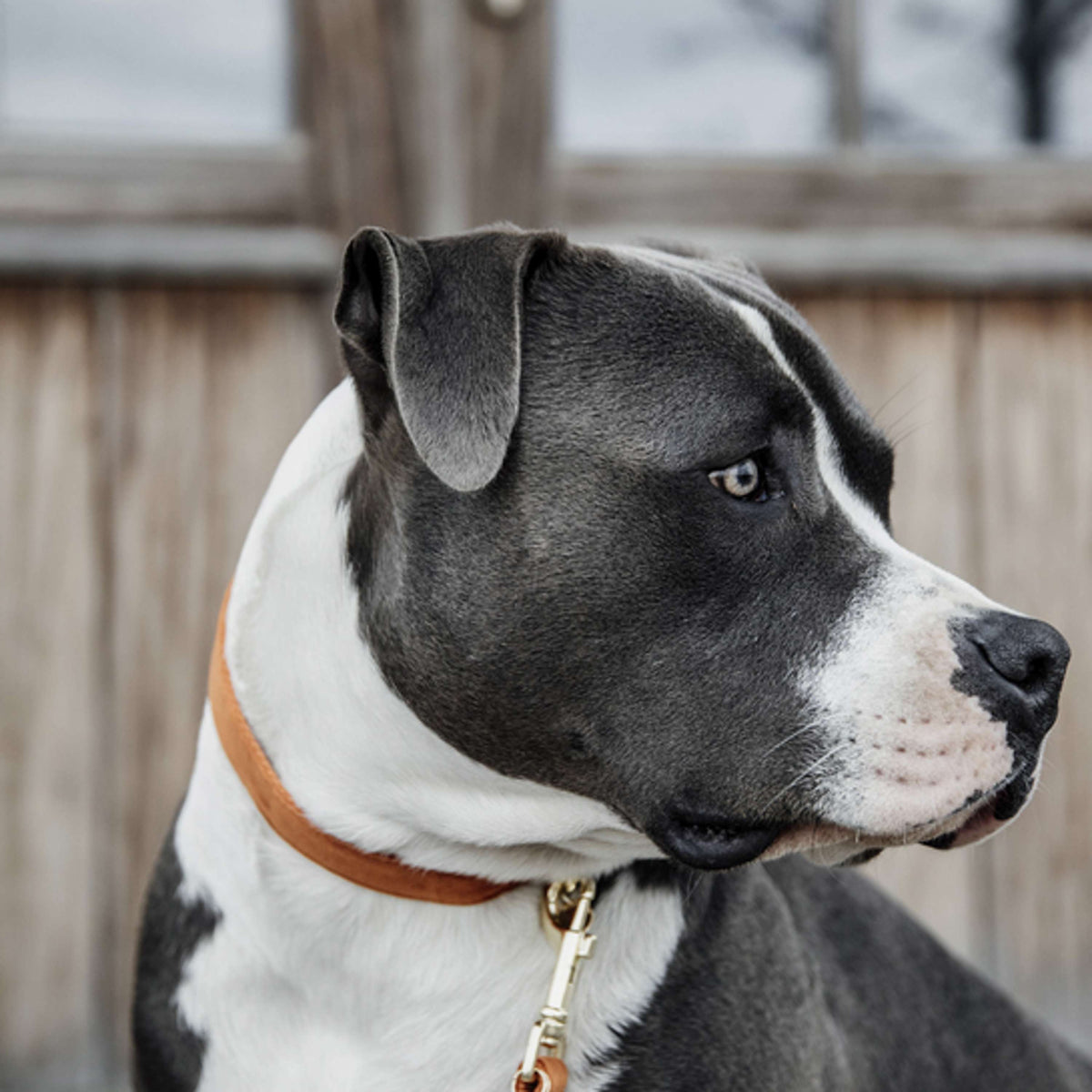 Kentucky Collar Velvet Orange