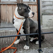 Kentucky Collar Velvet Orange