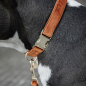 Kentucky Collar Velvet Orange