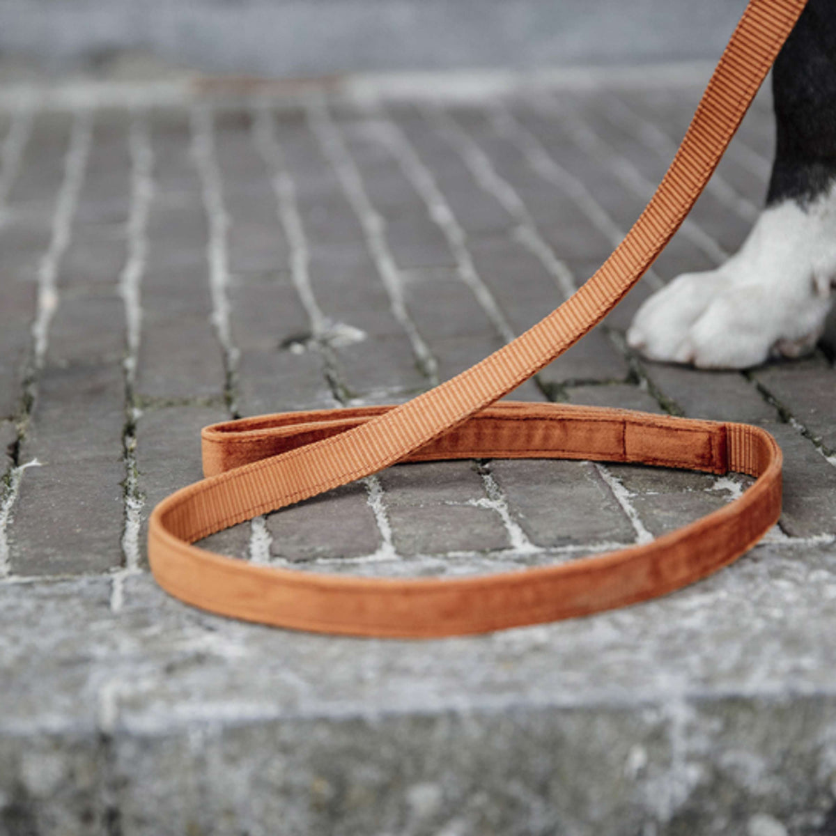 Kentucky Dog Leash Velvet Orange