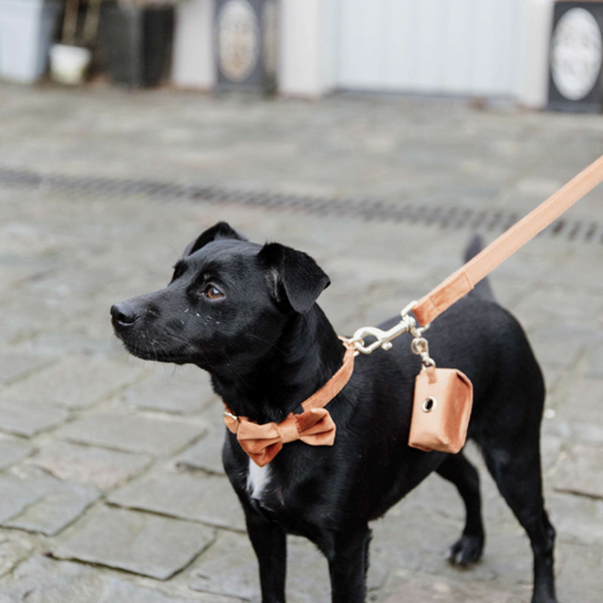 Kentucky Dog Leash Velvet Orange