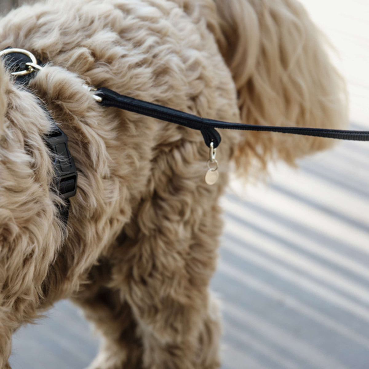 Kentucky Dog Leash Velvet Black