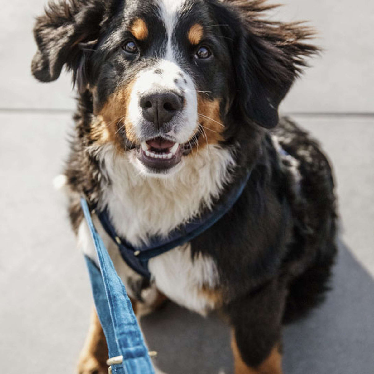 Kentucky Dog Leash Velvet Navy