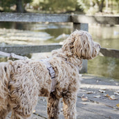 Kentucky Dog Leash Velvet Beige