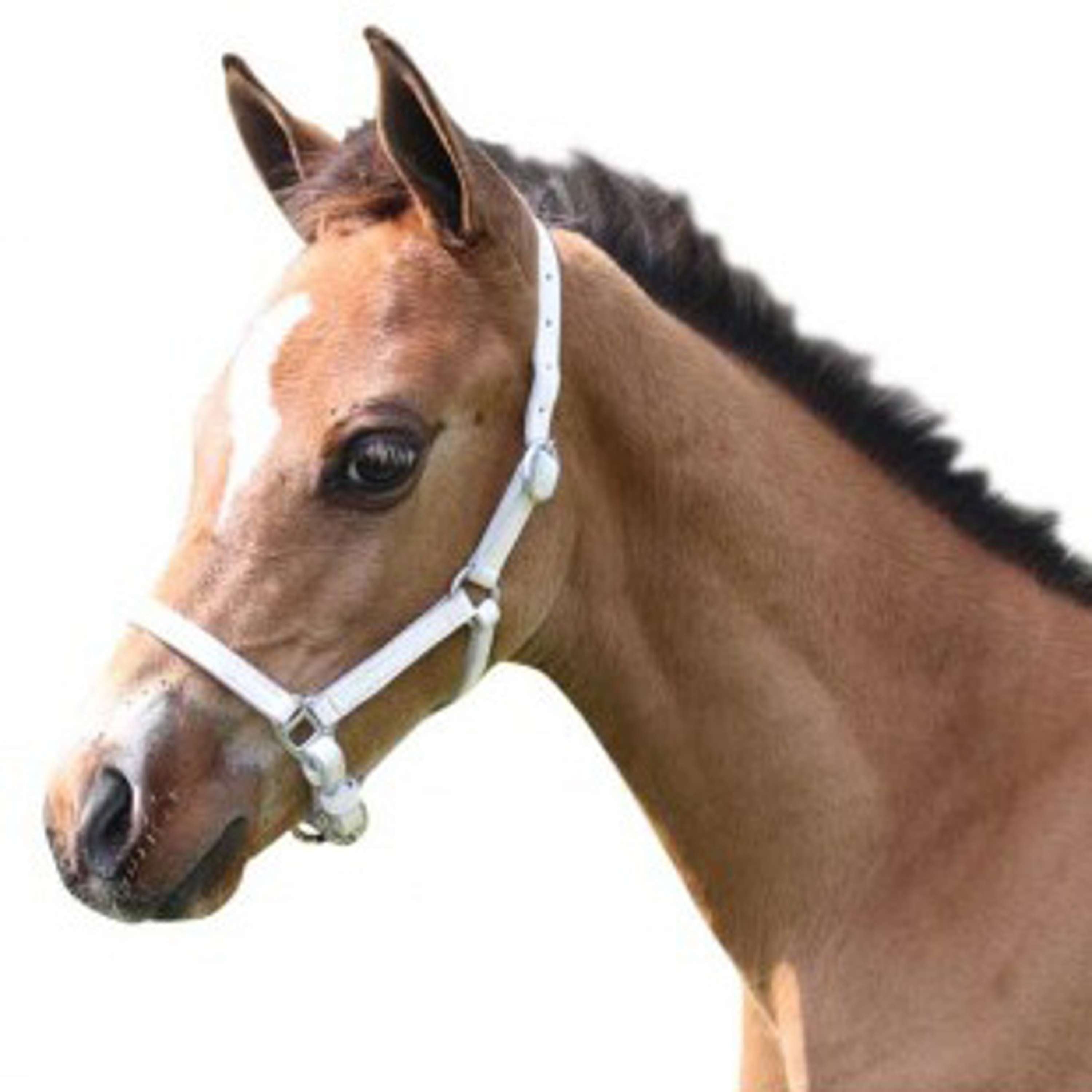 HB Foal Halter Leather White