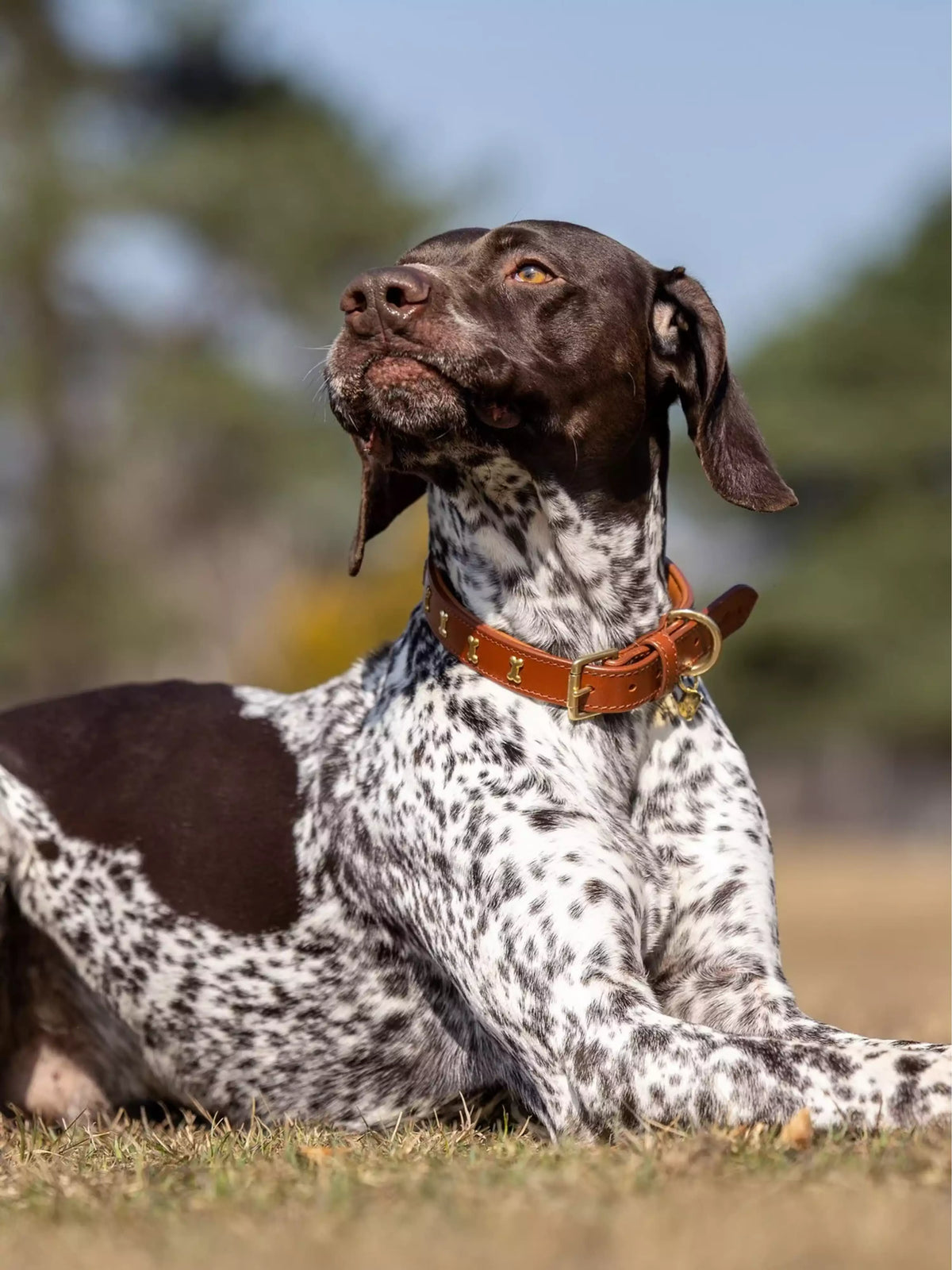 LeMieux Collar Chelsea Tan