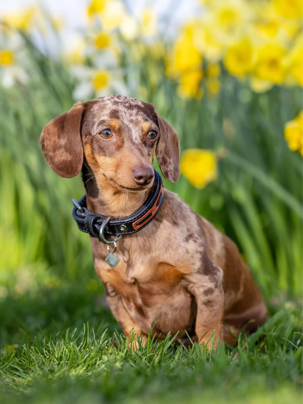 LeMieux Collar Cambridge Black/Tan