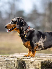 LeMieux Collar Cambridge Mahogany