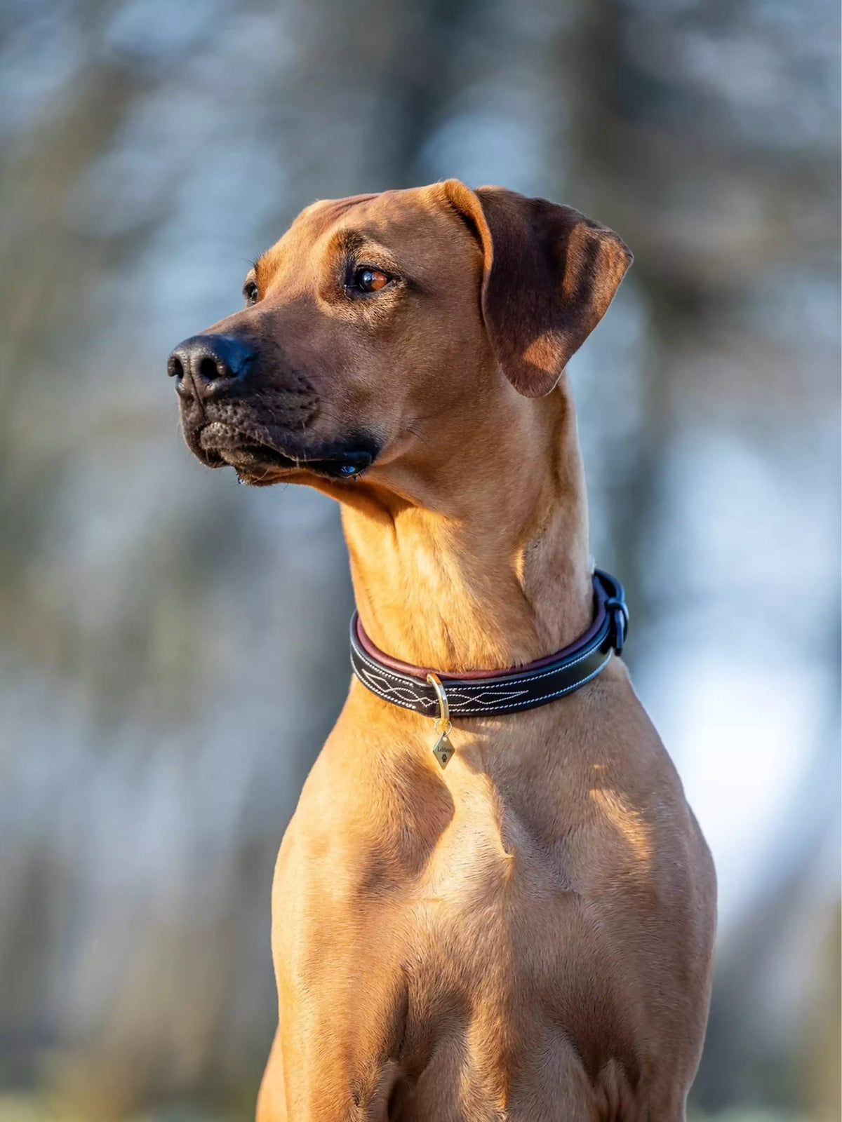 LeMieux Collar Windsor Padded Brown